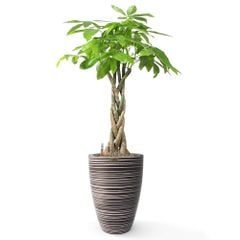 Cây Kim Ngân Bính + Chậu composite Anber JUNO (Màu giả đá Wood Rings) + Tự tưới AWS
