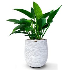 Cây Đế Vương Xanh + Chậu composite Anber APOLLO (Màu giả đá Cliffs) + Tự tưới AWS