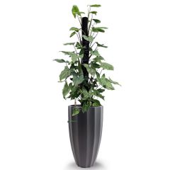 Cây Trầu Bà Lá Bạc + Chậu composite Anber HESTIA (Sơn màu) + Tự tưới AWS