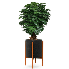 Cây Hạnh Phúc Bonsai + Chậu composite kệ gỗ Anber Wood + Tự tưới AWS (Màu đá Smartline)