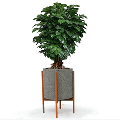 Cây Hạnh Phúc Bonsai + Chậu composite kệ gỗ Anber Wood + Tự tưới AWS (Màu đá Smartline)