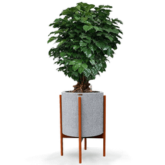 Cây Hạnh Phúc Bonsai + Chậu composite kệ gỗ Anber Wood + Tự tưới AWS (Màu đá Smartline)