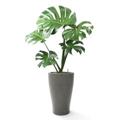 Cây Monstera + Chậu composite tự tưới AWS Hera (Màu đá Smartline)