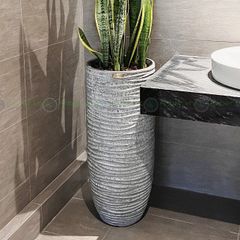 Cây nhập - Kiểng lá Cheilocostus speciosus Chong Chóng Var + Chậu composite OLYMPUS + Tự tưới AWS (Màu đá Ripple Marks)