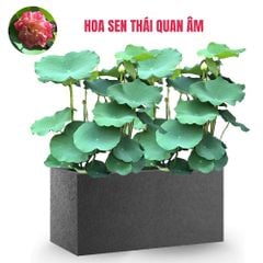 FULL Cây Hoa Sen + Chậu composite Anber AURA (Màu đá Basalt)