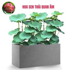 FULL Cây Hoa Sen + Chậu composite Anber AURA (Màu đá Basalt)