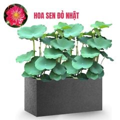 FULL Cây Hoa Sen + Chậu composite Anber AURA (Màu đá Basalt)