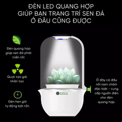 Chậu trồng sen đá thông minh Anber SL01