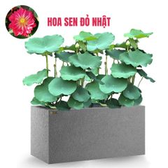 FULL Cây Hoa Sen + Chậu composite Anber AURA (Màu đá Basalt)