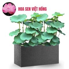 FULL Cây Hoa Sen + Chậu composite Anber AURA (Màu đá Basalt)