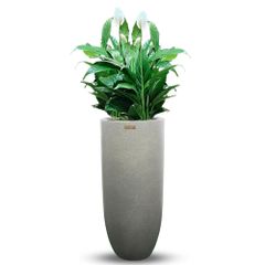 Cây Hoa Lan Ý + Chậu composite OLYMPUS (Màu giả đá Smartline)+ Tự tưới AWS