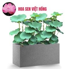 FULL Cây Hoa Sen + Chậu composite Anber AURA (Màu đá Basalt)