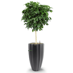 Cây Hanh Phúc Tree + Chậu composite Anber HESTIA (Sơn màu) + Tự tưới AWS