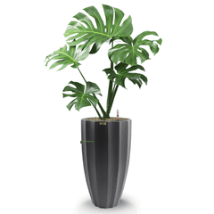 Cây Monstera + Chậu composite Anber HESTIA (Sơn màu) + Tự tưới AWS