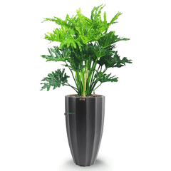 Cây Thanh Xuân + Chậu composite Anber HESTIA (Sơn màu) + Tự tưới AWS