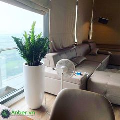 Cây kim phát tài (kim tiền) + Chậu composite tự tưới AWS Anber 6689