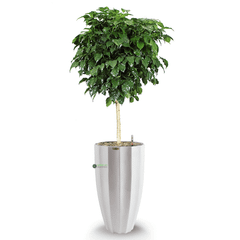 Cây Hanh Phúc Tree + Chậu composite Anber HESTIA (Sơn màu) + Tự tưới AWS