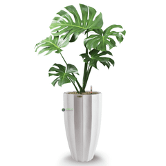 Cây Monstera + Chậu composite Anber HESTIA (Sơn màu) + Tự tưới AWS