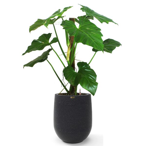 Cây SUBIN + Chậu composite Anber APOLLO (Màu đá Smartline) + Tự tưới A ...