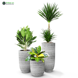 [COMBO 3 CHẬU] Cây Phát Tài Núi Bạch Mã Đế Vương Vàng + Bộ Chậu composite Anber OLYMPUS + Tự tưới AWS (Màu đá Ripple Marks)