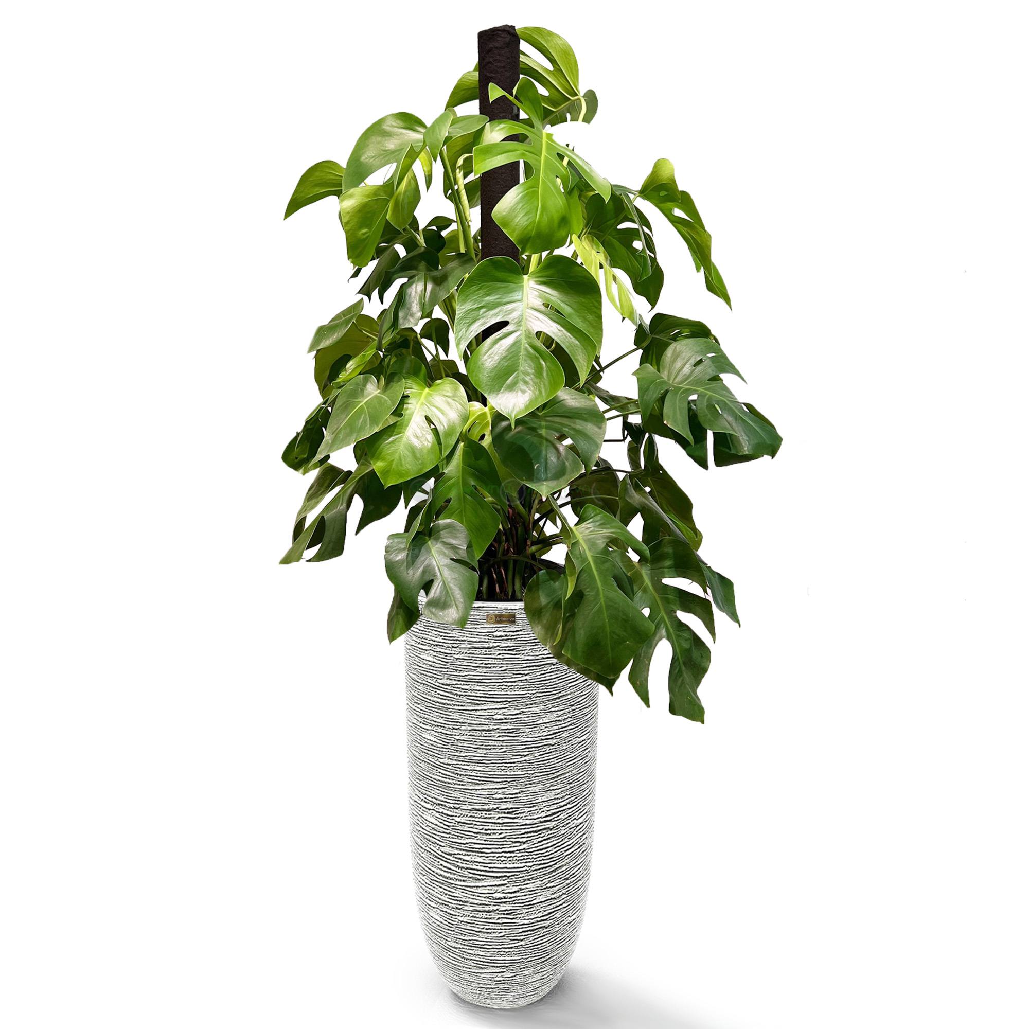 Cây Monstera Leo Cột + Chậu composite Anber (Màu đá Cliffs) + Tự tưới