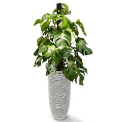 Cây Monstera Leo Cột + Chậu composite Anber (Màu đá Cliffs) + Tự tưới AWS