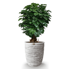 Cây Hạnh Phúc Bonsai + Chậu composite OLYMPUS + Tự tưới AWS (Màu đá Ripple Marks)