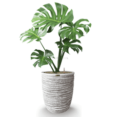 Cây Monstera + Chậu composite Anber OLYMPUS + Tự tưới AWS (Màu đá Ripple Marks)