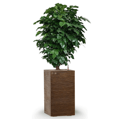 Cây Hạnh Phúc Tán + Chậu composite Anber LETO + Tự tưới AWS (Màu đá Ethno Lines)