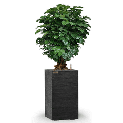 Cây Hạnh Phúc Bonsai + Chậu composite Anber LETO + Tự tưới AWS (Màu đá Ethno Lines)