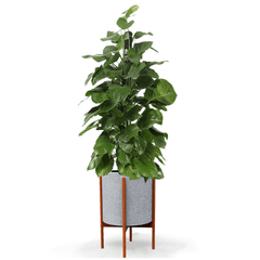 Cây Trầu Bà leo cột + Chậu composite kệ gỗ Anber Wood + Tự tưới AWS (Màu đá Smartline)