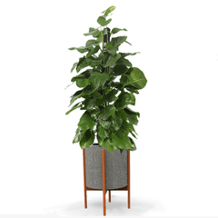 Cây Trầu Bà leo cột + Chậu composite kệ gỗ Anber Wood + Tự tưới AWS (Màu đá Smartline)