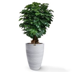 Cây Hạnh Phúc Bonsai + Chậu composite Anber JUNO (Màu giả đá Cliffs) + Tự tưới AWS