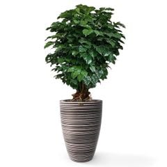 Cây Hạnh Phúc Bonsai + Chậu composite Anber JUNO (Màu giả đá Cliffs) + Tự tưới AWS