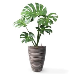 Cây Monstera + Chậu composite Anber JUNO (Màu giả đá Wood Rings) + Tự tưới AWS