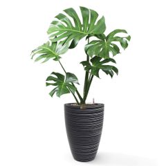 Cây Monstera + Chậu composite Anber JUNO (Màu giả đá Wood Rings) + Tự tưới AWS