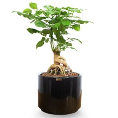 [ĐỂ BÀN] Cây Hạnh Phúc Bonsai + Chậu composite Anber HADES (Sơn Màu) + Tự tưới AWS