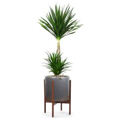 Cây Phát Tài Núi 2 Tầng + Chậu composite kệ gỗ Anber Wood (Sơn Màu) + Tự tưới AWS