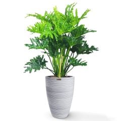 Cây Thanh Xuân + Chậu composite Anber JUNO (Màu giả đá Wood Rings) + Tự tưới AWS