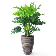 Cây Thanh Xuân + Chậu composite Anber JUNO (Màu giả đá Wood Rings) + Tự tưới AWS