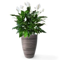 Cây Hoa Lan Ý + Chậu composite Anber JUNO (Màu giả đá Wood Rings) + Tự tưới AWS