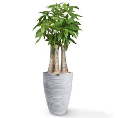 Cây Kim Ngân Phúc Lộc Thọ + Chậu composite tự tưới AWS JUNO (Màu đá Wood Rings)