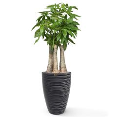 Cây Kim Ngân Phúc Lộc Thọ + Chậu composite tự tưới AWS JUNO (Màu đá Wood Rings)