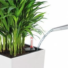 Cây Trầu Bà leo cột + Chậu composite Anber LETO + Tự tưới AWS (Màu đá Ethno Lines)