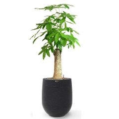 Cây Kim Ngân Chân Voi + Chậu composite Anber APOLLO (Màu giả đá Smartline) + Tự tưới AWS