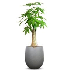 Cây Kim Ngân Chân Voi + Chậu composite Anber APOLLO (Màu giả đá Smartline) + Tự tưới AWS
