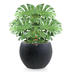 5 Cây Monstera lá 60cm + XXL Chậu composite Anber HELIOS (Màu đá Smartline)