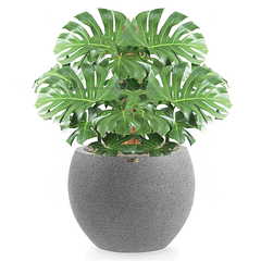 5 Cây Monstera lá 60cm + XXL Chậu composite Anber HELIOS (Màu đá Smartline)