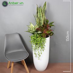 Mix cây + Chậu composite tự tưới AWS Anber 6689