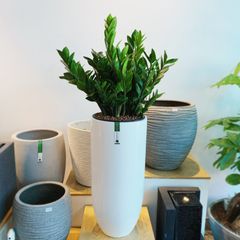 Cây kim phát tài (kim tiền) + Chậu composite tự tưới AWS Anber 6689